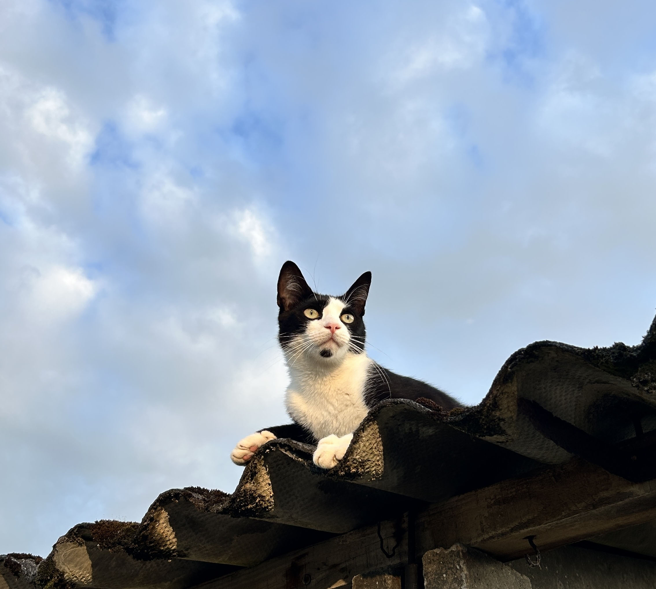 Benek the cat