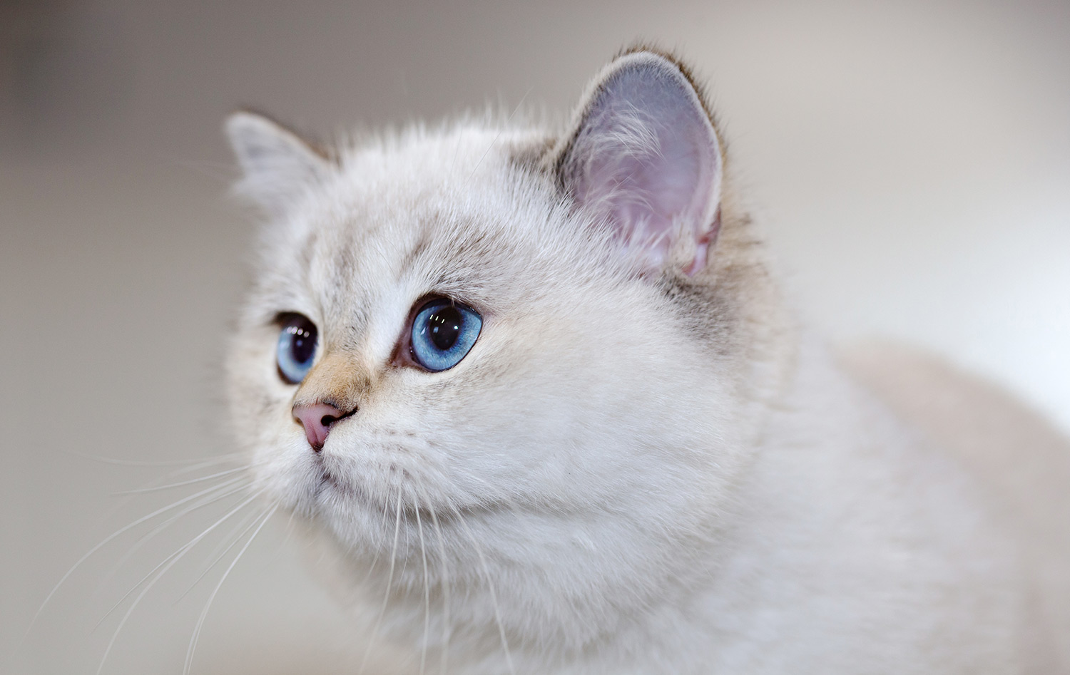 Why Does My Cat Lick Me?