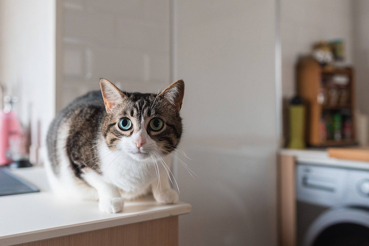 Why Does My Cat Push Things Off Tables?
