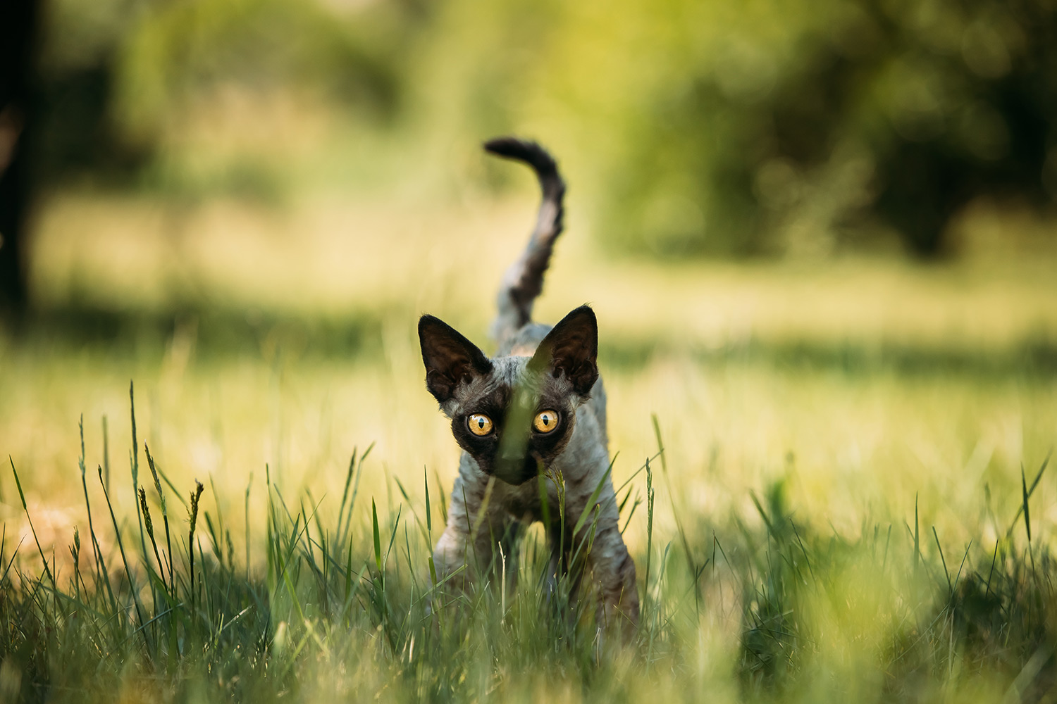 Why Does My Cat Go Crazy at Night?