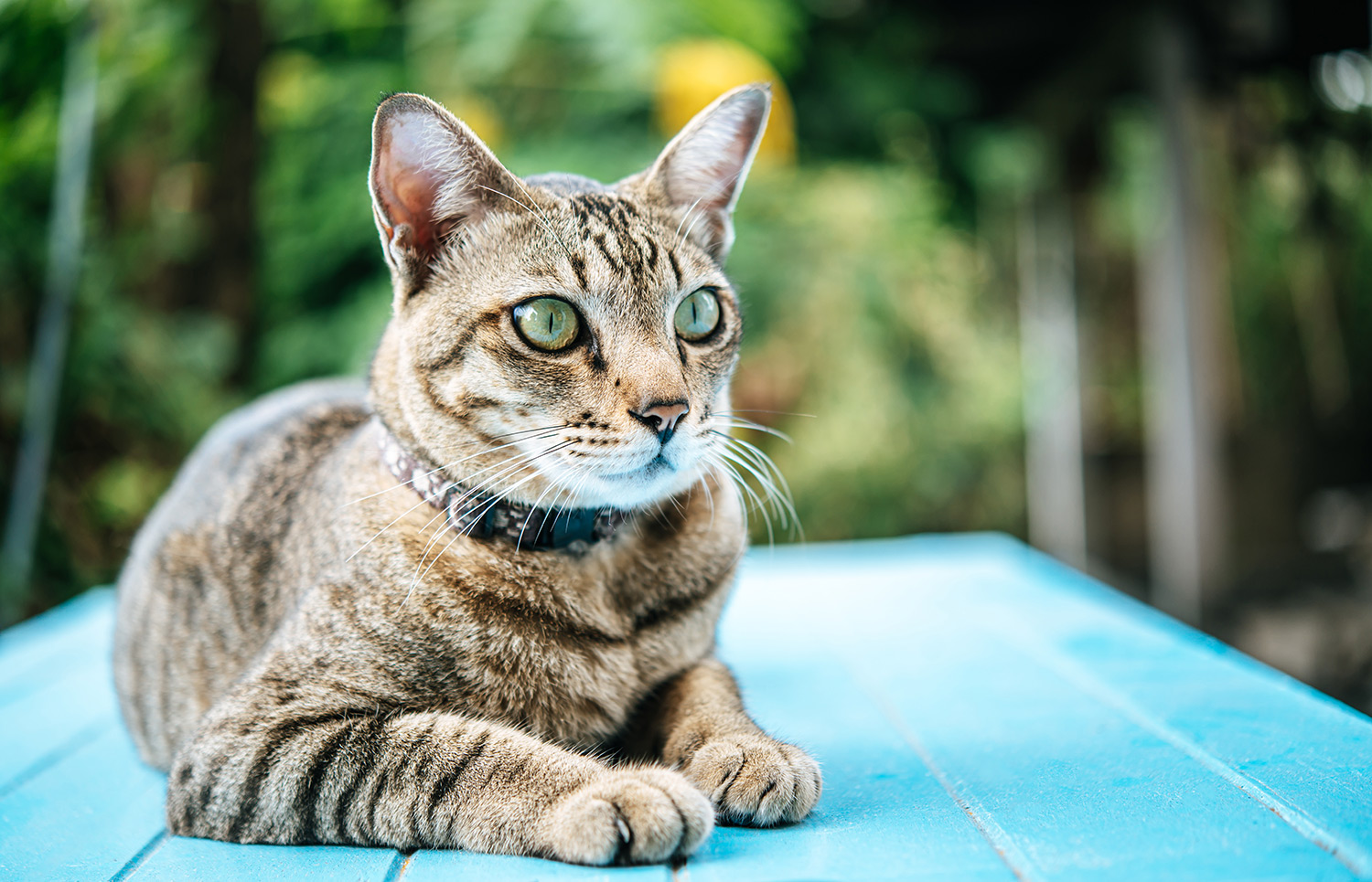 Why Does My Cat Bite?