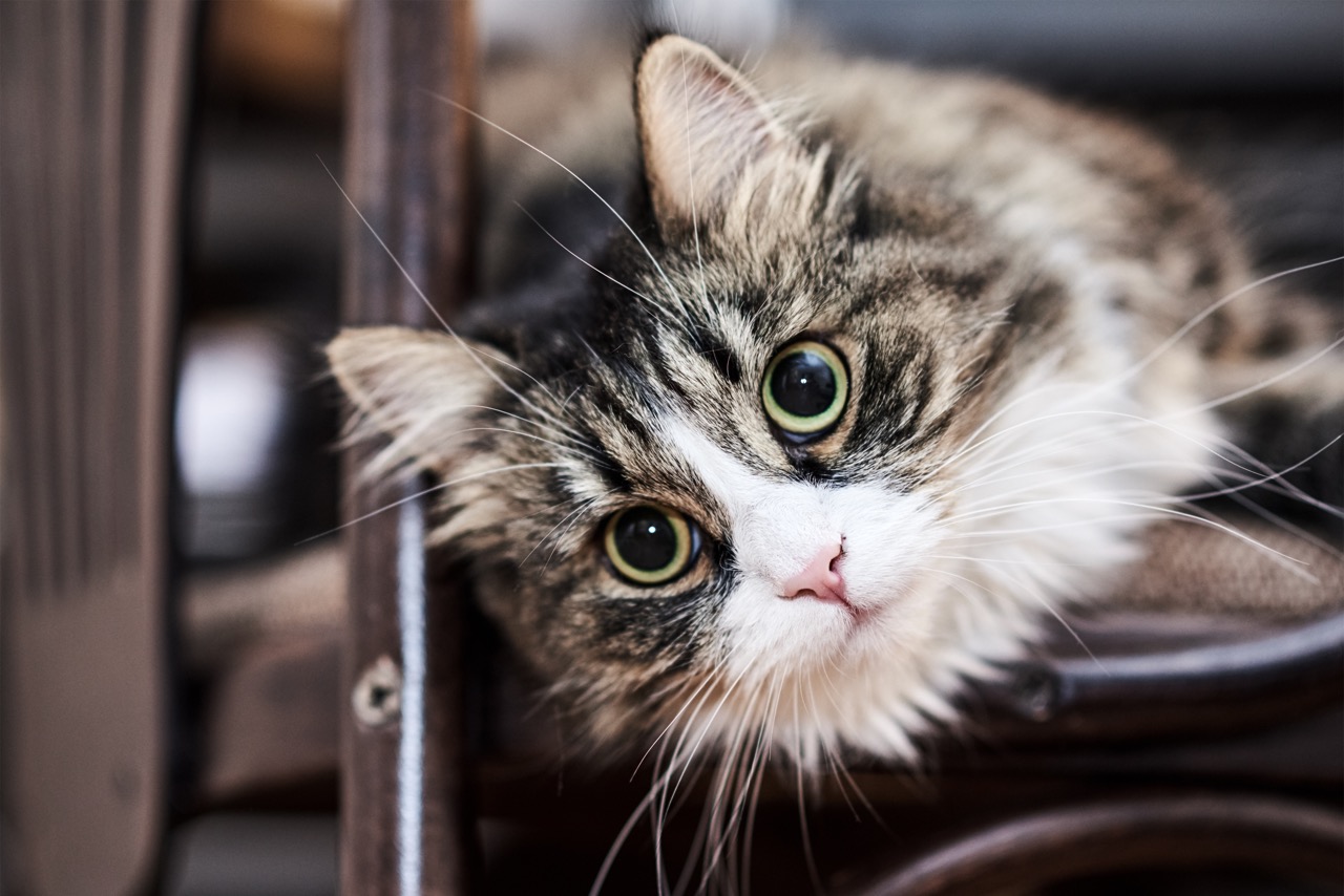 Cat Headbutt (Bunting): What Does It Mean?