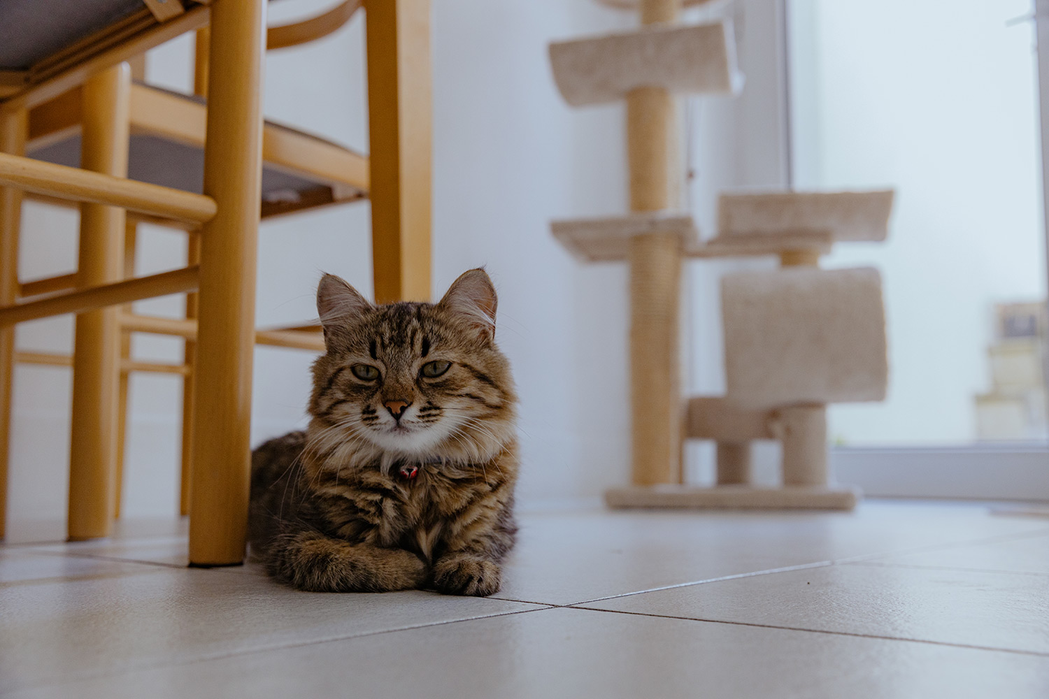 Why Does My Cat Scratch Doors?