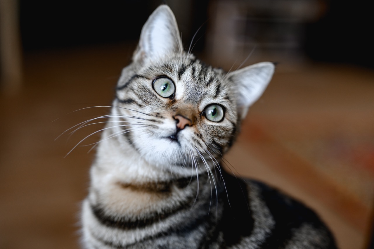 Cat Belly: Trap or Trust?