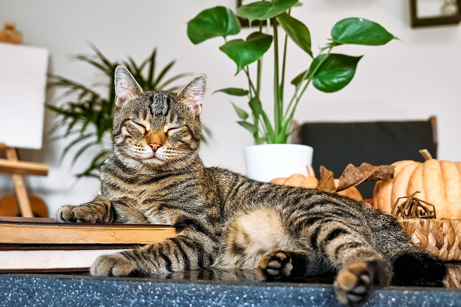 Why Does My Cat Show Its Belly?