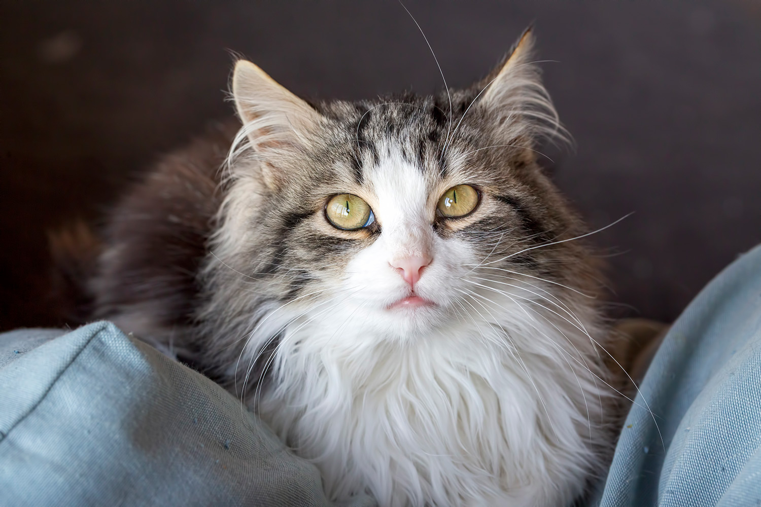 My Cat Won't Sit on My Lap: Does It Not Love Me?