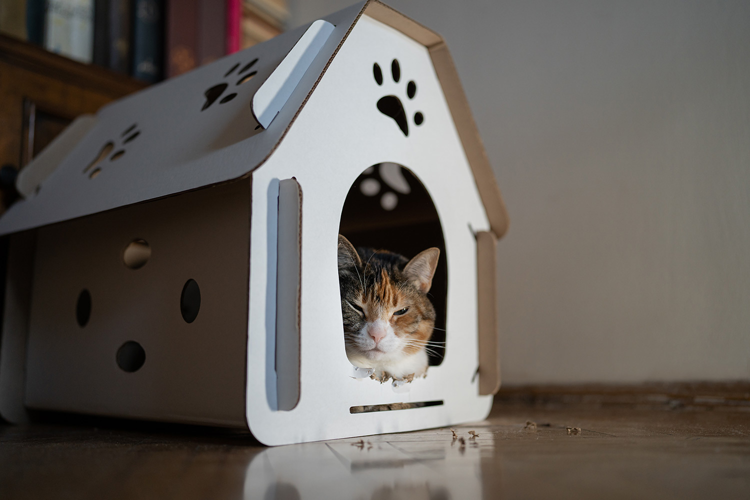 Why Does My Cat Poop Outside the Litter Box?