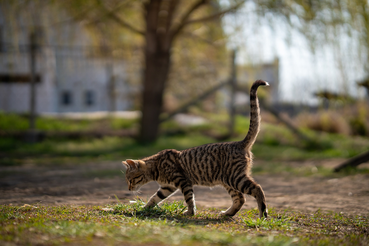 Why Does My Cat Wag Its Tail?