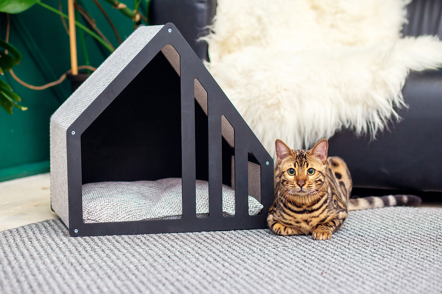 Why Is My Cat a Picky Eater?