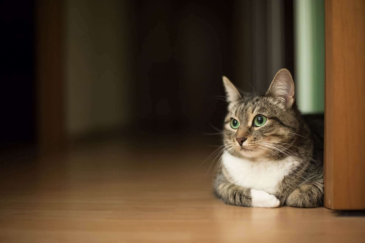 Why Does My Cat Hide from Guests?