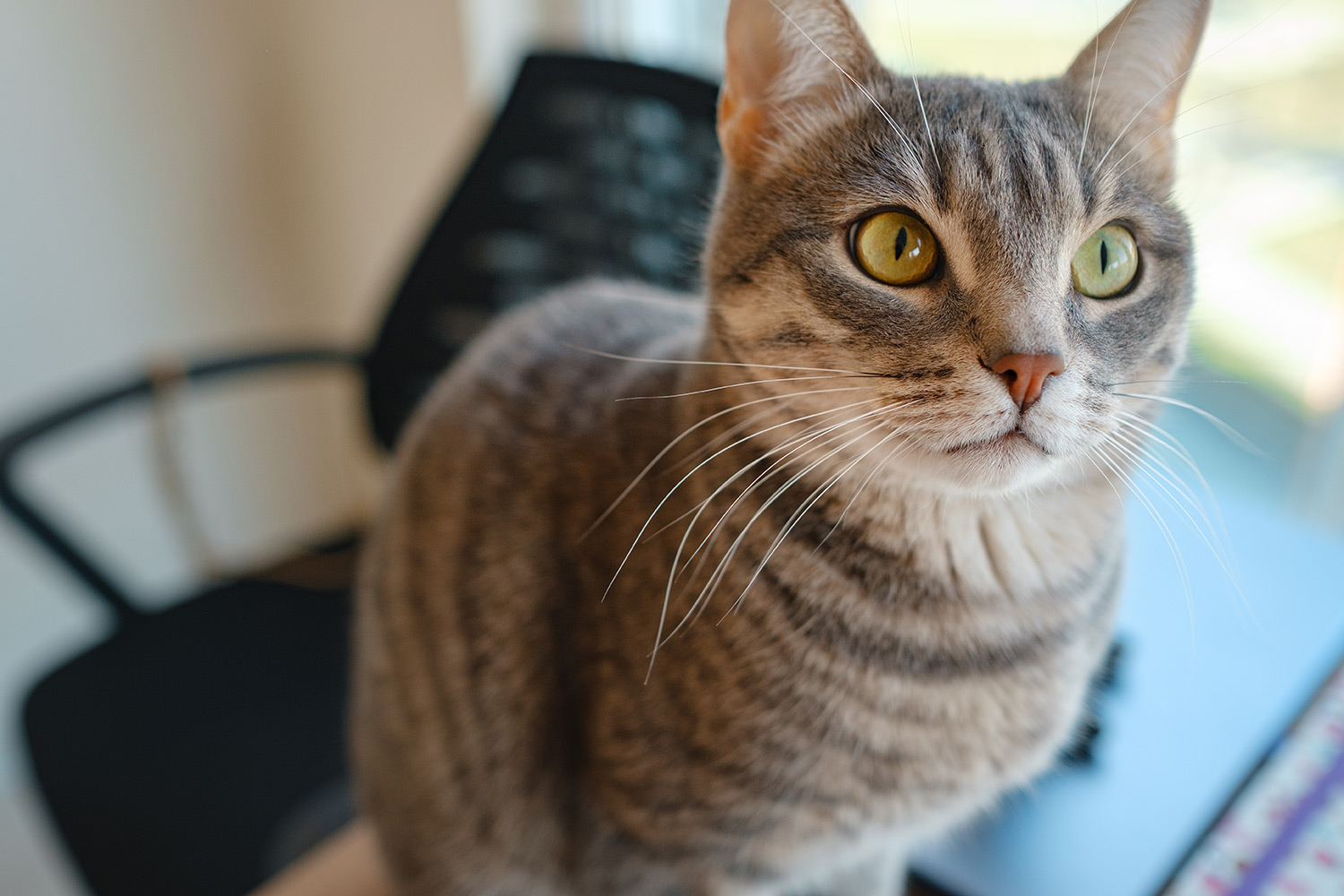 Why Does My Cat Meow?