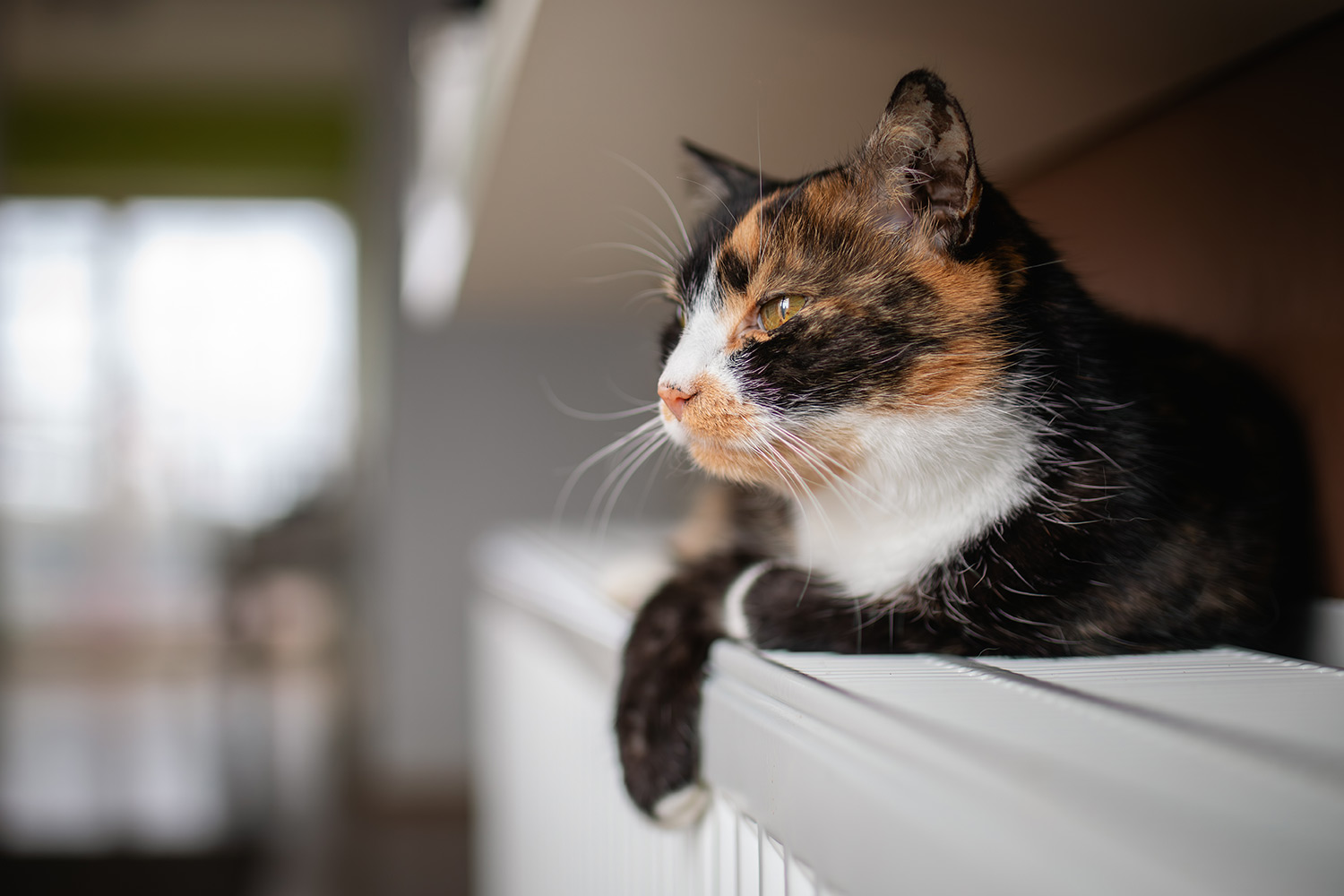 Why Does My Cat Stare Out the Window?