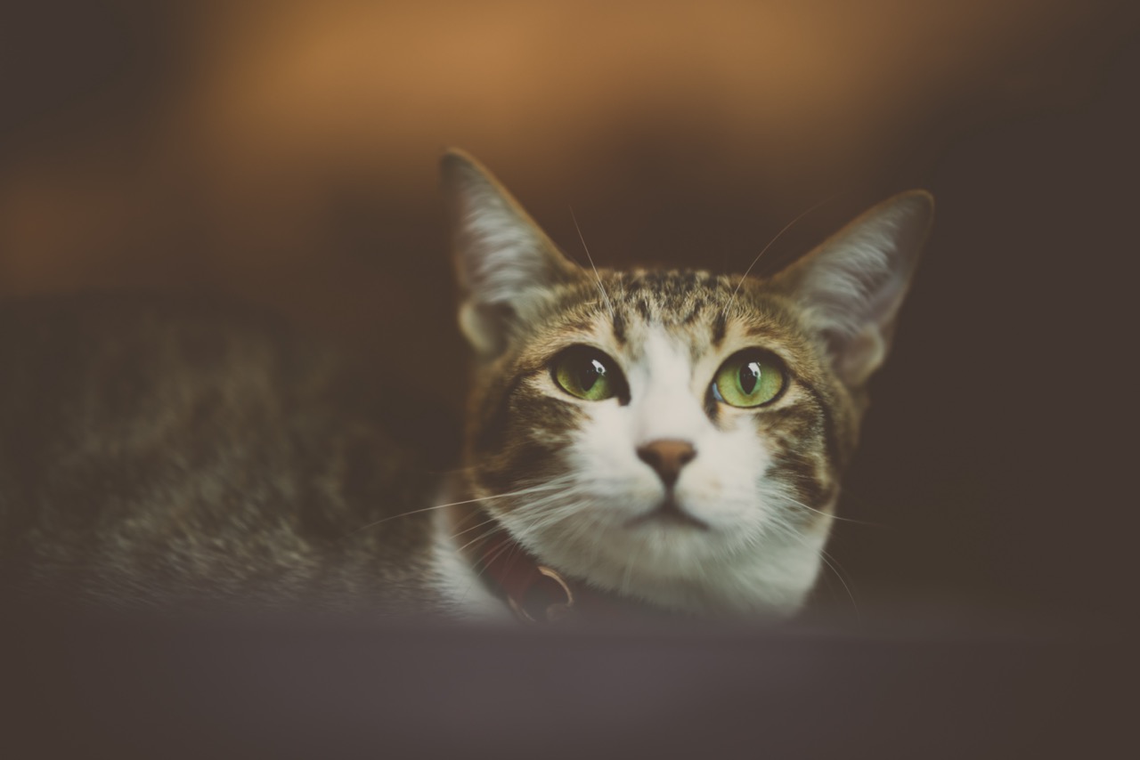 Cat Hiding: Mood or Stress?