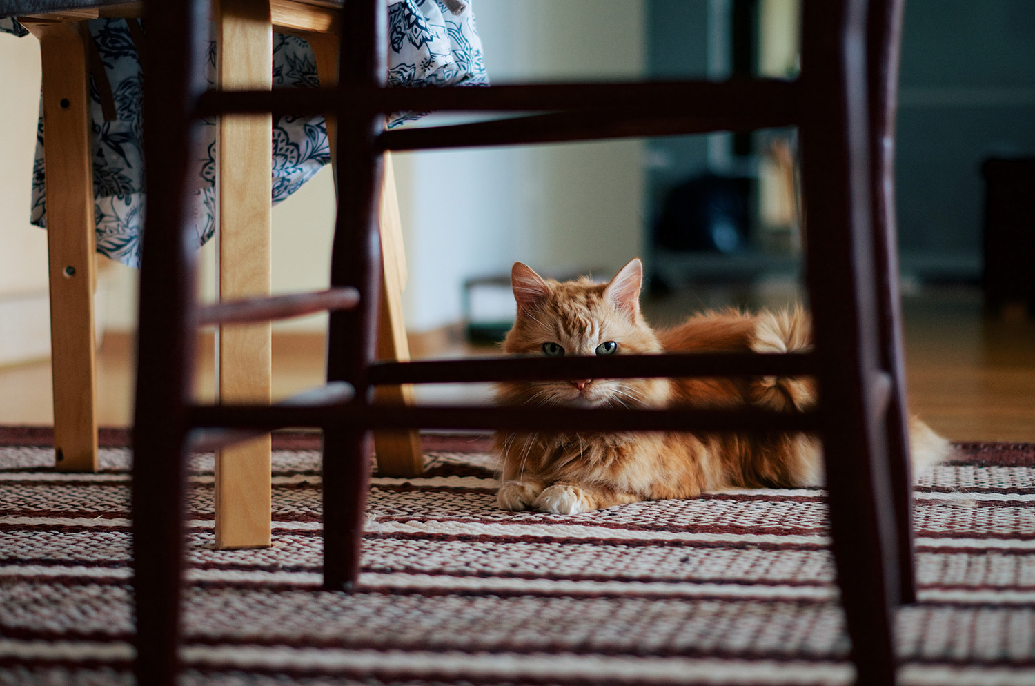 Why Does My Cat Hide?