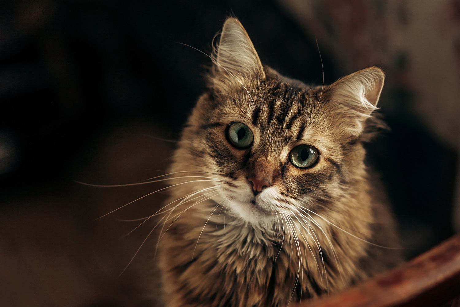 Why Does My Cat Meow Constantly?