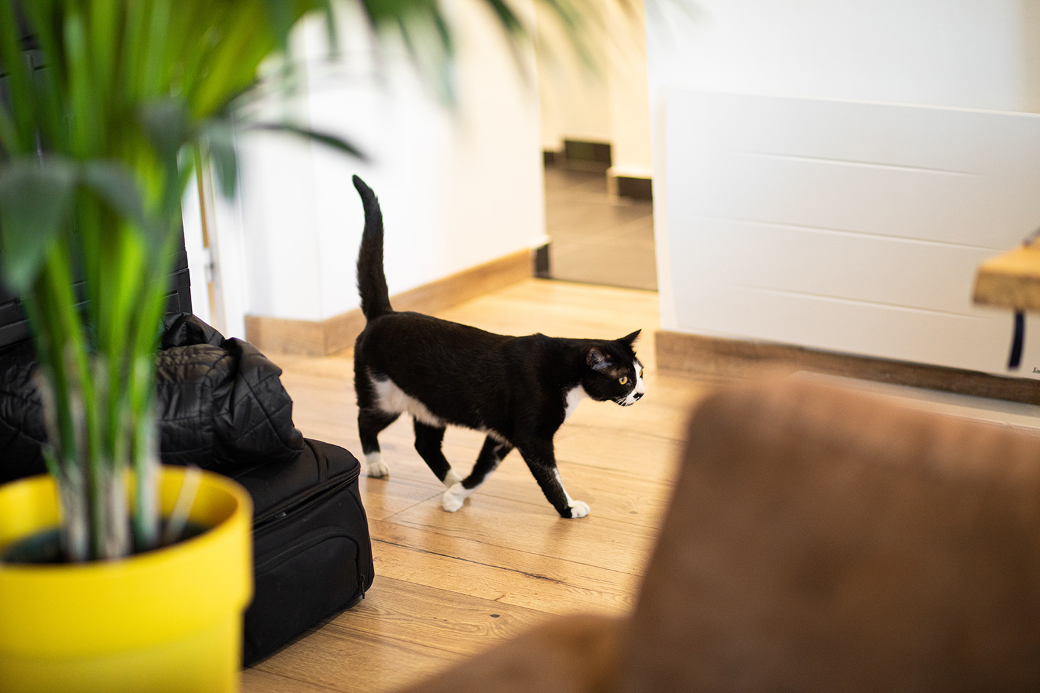 Why Does My Cat Follow Me Everywhere?