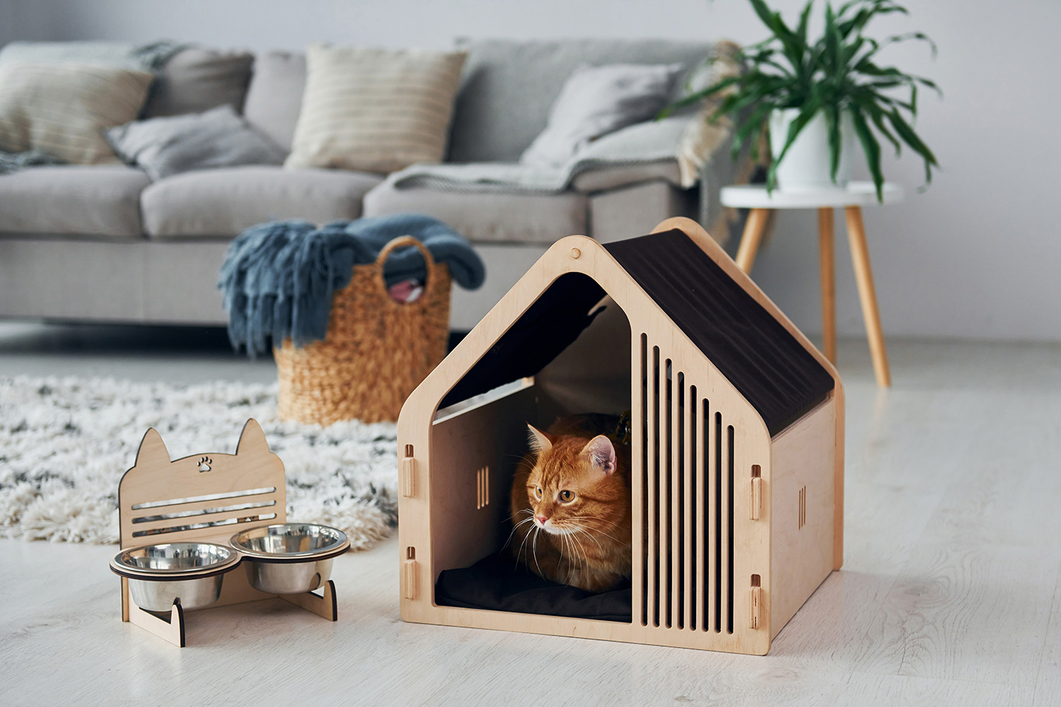 Why Does My Cat Hate the Carrier?