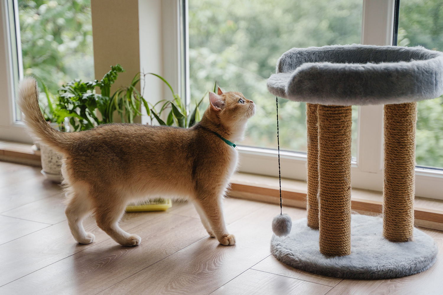 Why Does My Cat Scratch?