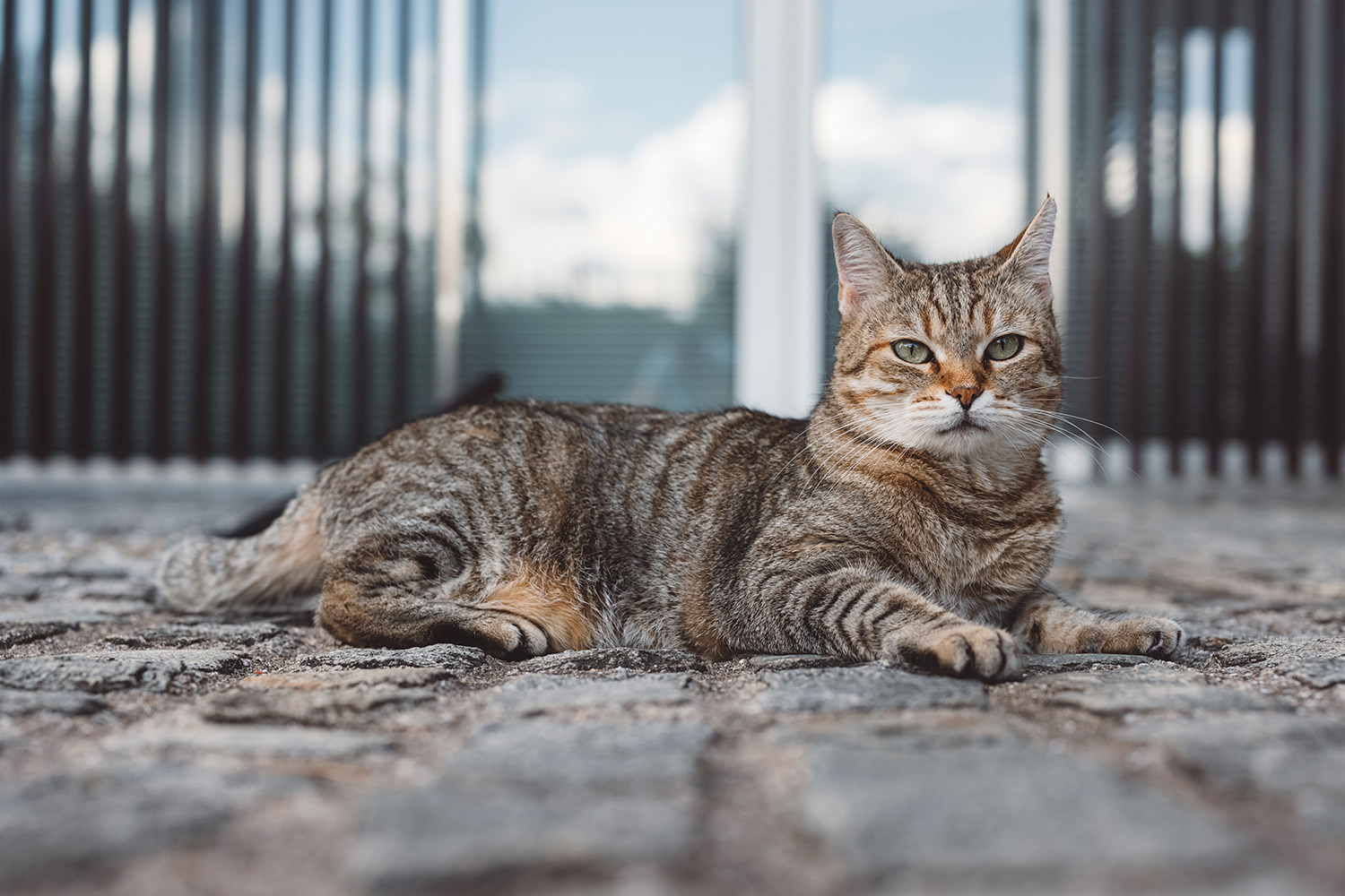 Why Does My Cat Hiss?