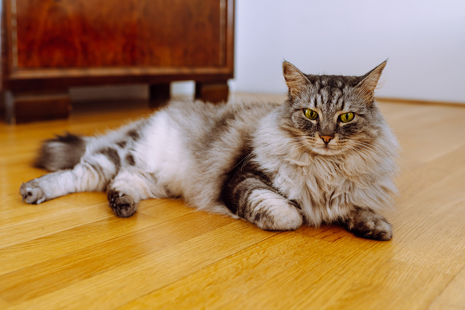 Why Does My Cat Step on Me?