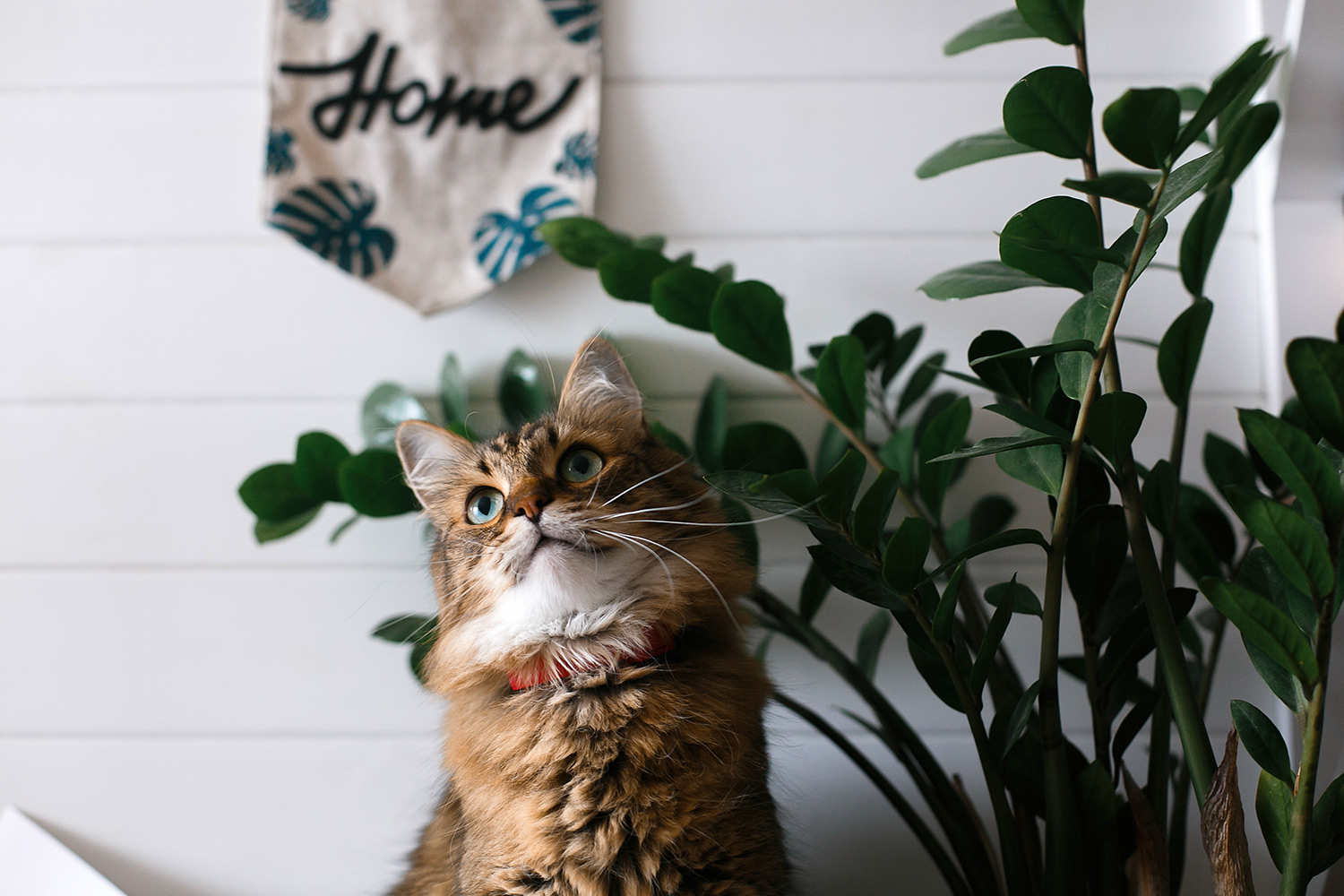 Why Does My Cat Lick Constantly?