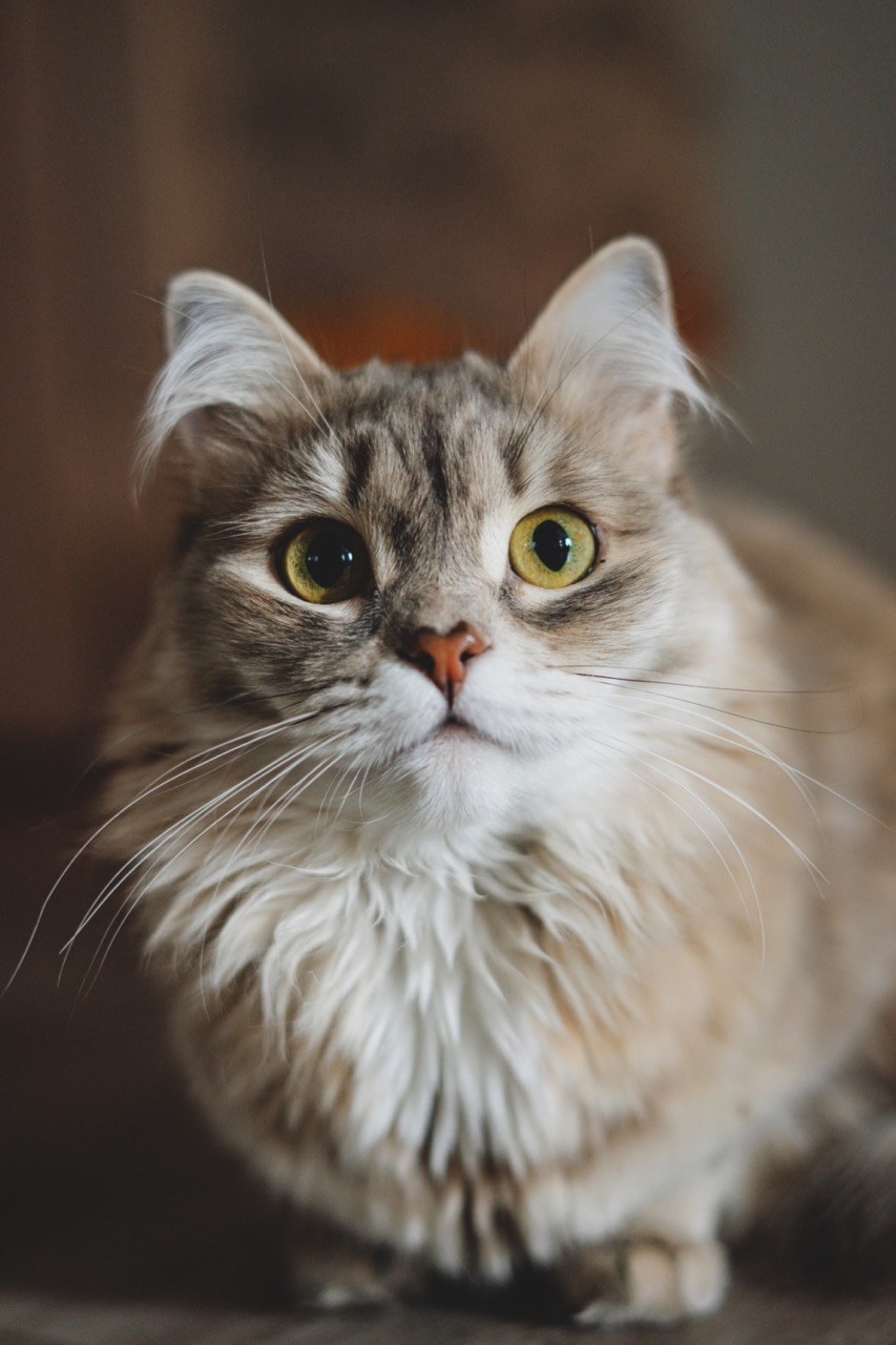 Why Does My Cat Knead on Me?